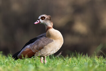 Egyptian Goose in the grass