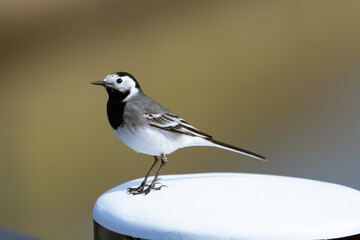 White Wagtail