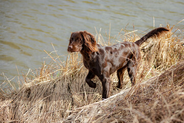 hunting dog in the field