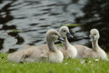 family of swans