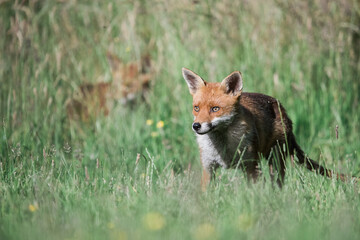 Red Fox in Grass Meadow