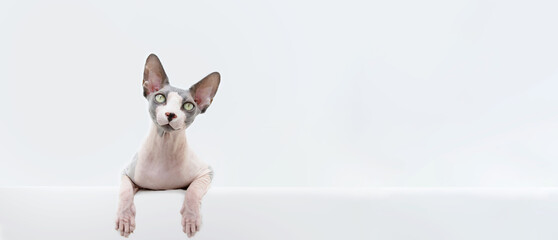 Banner attentive and curios sphynx cat with paws hanging over edge. Isolated on white background