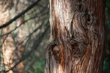 natural background. intricate pattern of tree bark.