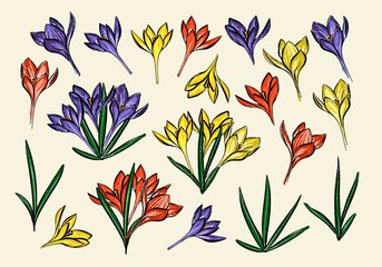 Collection of grass and crocus. A set of purple yellow and red spring flowers.