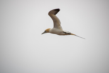 Helgoland Basstölpel