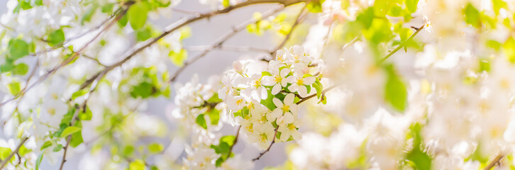 Beautiful panoramic scenery with spring flowers, green leaves and bokeh background