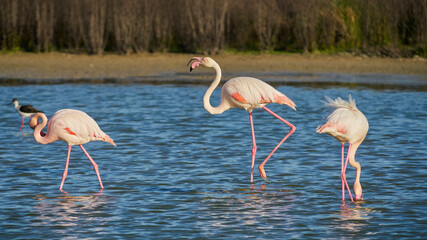 group of common flamingos or pink flamingo (Flamingo) in the natural reserve of the Fuente de Piedra lagoon in Malaga. Spain