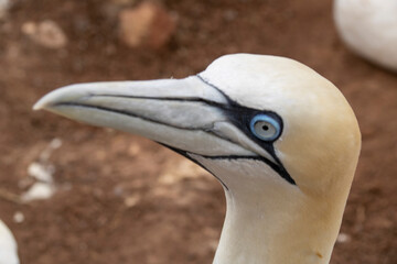 Helgoland Basstölpel