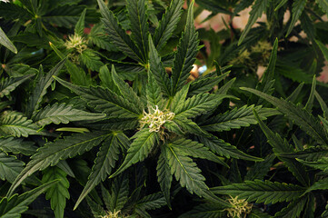 Blooming cannabis plant background, flat lat, top view. Green marijuana pattern. Herbal medicine layout. Hemp recreation, legalization concept.