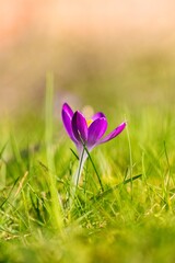 A portrait of a crocus vernus or purple crocus flower standing in between the grass of a lawn in a garden. The small purple spring flower is a bit taller than the grass and is a bit more vibrant.