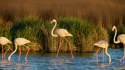 group of common flamingos or pink flamingo (Flamingo) in the natural reserve of the Fuente de Piedra lagoon in Malaga. Spain