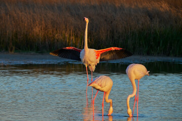 group of common flamingos or pink flamingo (Flamingo) in the natural reserve of the Fuente de Piedra lagoon in Malaga. Spain © Jesnofer