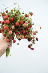Wild strawberry bunch with leaves. A bunch of wild strawberries with leaves in the hand