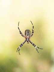 Araña tigre 