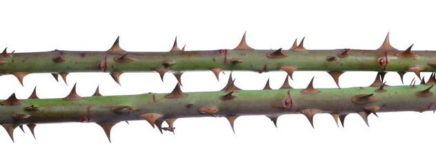 Green barbed dog rose branch isolated on white background and texture