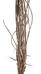 Wild dry vine liana, jungle vine isolated on white background, clipping path