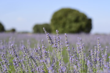 Flores de lavanda  cultivadas con encinas desenfocadas al fondo en Brihuega, España