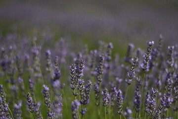 Detalle de flores de lavanda en Brihuega, España