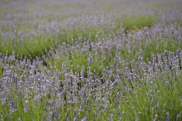 Flores de lavanda cultivadas en la zona de Brihuega, España