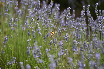 Una mariposa denominada Vanesa de los cardos (Vanessa cardui) posada entre flores de lavanda...