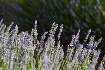 Detalle de flores de lavanda cultivadas en sus surcos en Brihuega, España