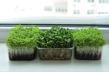 Micro-greens in a box close-up, placed on the windowsill.Vitamins on windowsill. Vegan and healthy superfood .Spring avitaminosis