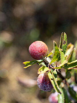 Fruto de endrina