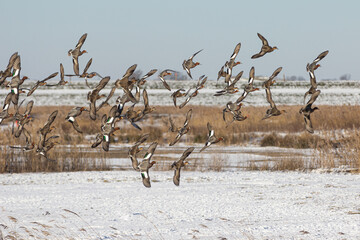 flock of Wigeon's