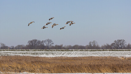 country geese in flight