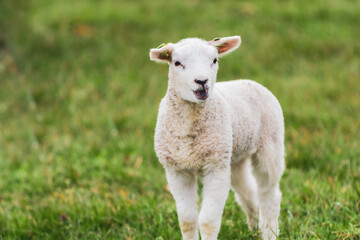 Naklejka na ściany i meble Lamb in the meadow