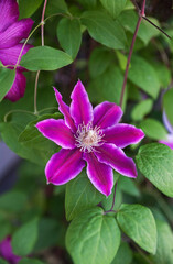 Blooming clematis Vill de Lyon,climbing perennial plant of the buttercup family.