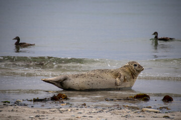 Fototapeta premium Helgoland Robben auf Insel Düne