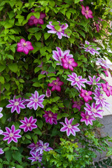 Blooming clematis pink and purple,climbing perennial plant of the buttercup family.