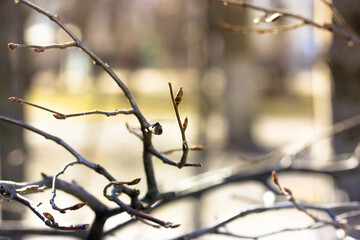 Curly tree branch texture in dark warm shade palette. Autumn bare tree branches with red buds on blurred background. Fall seasonal backdrop.