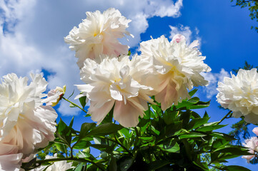 Flowers in garden of Farmer palace in Alexandria park of Peterhof, Saint Petersburg, Russia