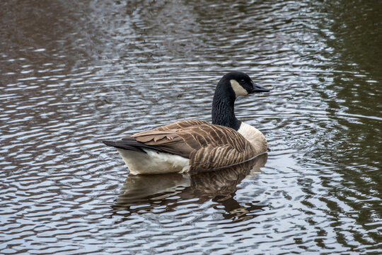 Canada Geese on lake. March 2021