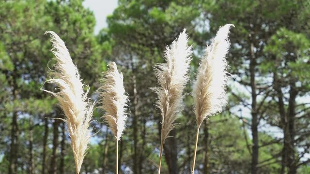 ears of wheat in the field. cortaderia selloana. cortadera. forest. woods.