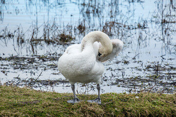 Mute Swans at RSPB Marshside, Southport. March 2021