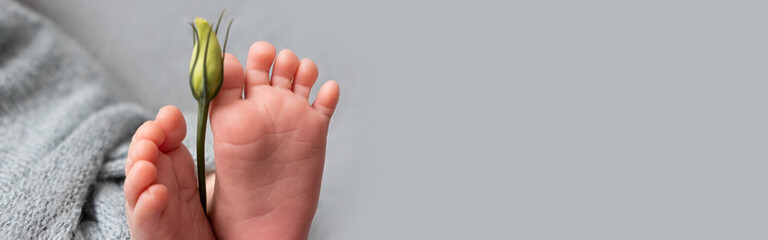 newborn baby feet with eustoma flower. Banner. grey colour. tenderness.
