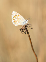 Una mariposa posada en una rama seca