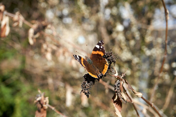 Fototapeta na wymiar close up of a brown and orange peacock butterfly
