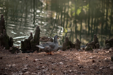 ducks walk by the stream, wash, drink water and clean their plumage.