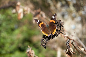 close up of a brown and orange peacock butterfly