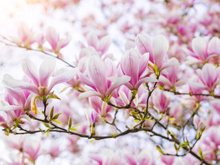 Branch magnolia pink blooming tree flowers in soft light. Purple tender blossom Magnoliaceae soulangeana in sunny spring day in garden Spring time Natural floral background. Botanical garden concept