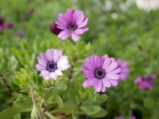 Beautiful flowers of Osteospermum jucundum (African Daisy), similar to daisies, bloomed in a flower bed on a sunny spring day. Decorative plants on city streets