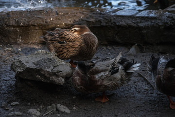 Musk duck. Beautiful plumage color.