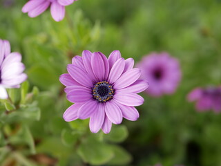 Obraz premium Beautiful flowers of Osteospermum jucundum (African Daisy), similar to daisies, bloomed in a flower bed on a sunny spring day. Decorative plants on city streets