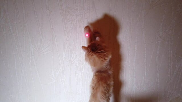 Cat Playing With Laser Pointer Red Dot