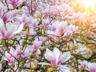 Branch magnolia pink blooming tree flowers in soft light. Purple tender blossom Magnoliaceae soulangeana in sunny spring day in garden Spring time Natural floral background. Botanical garden concept