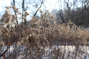 reeds in the winter